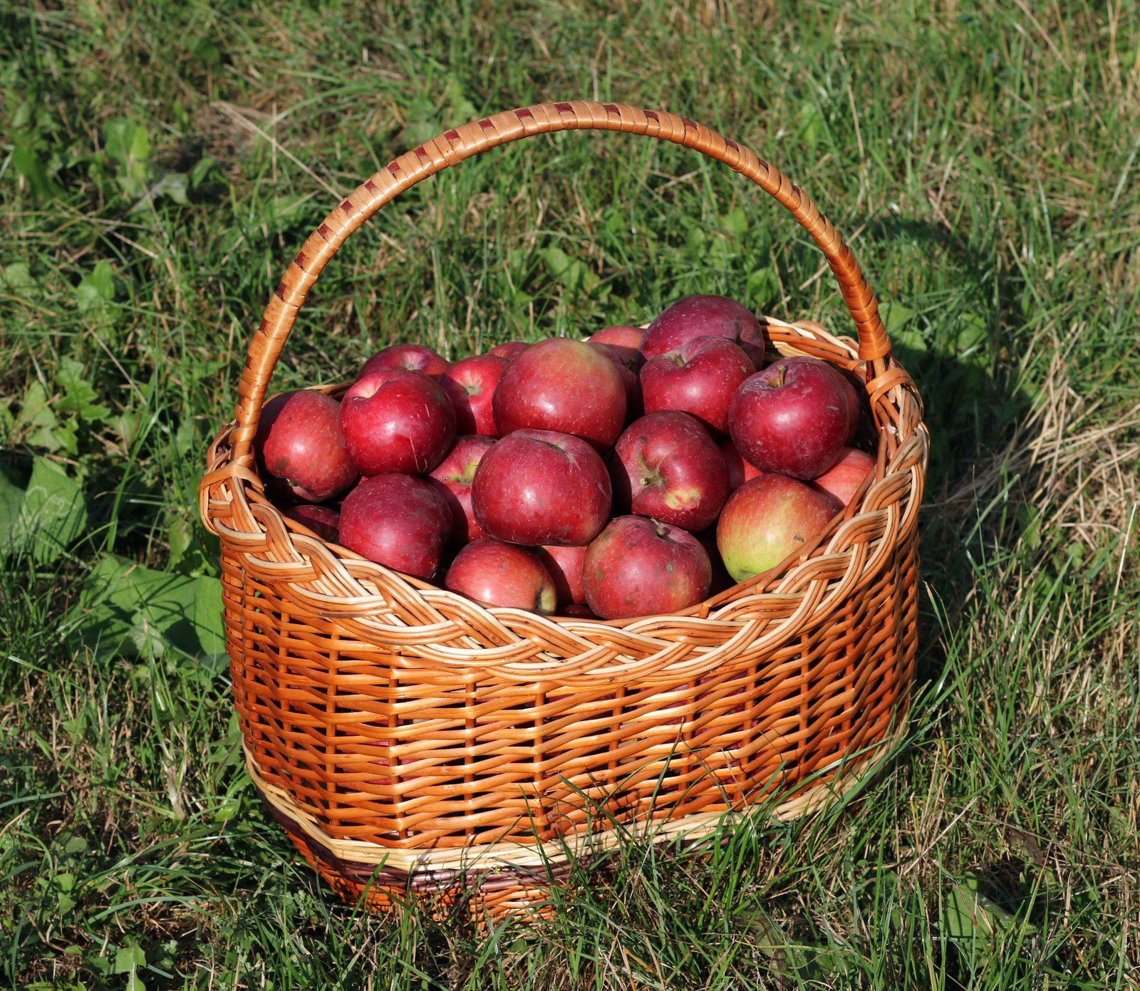 A wicker basket of red apples.