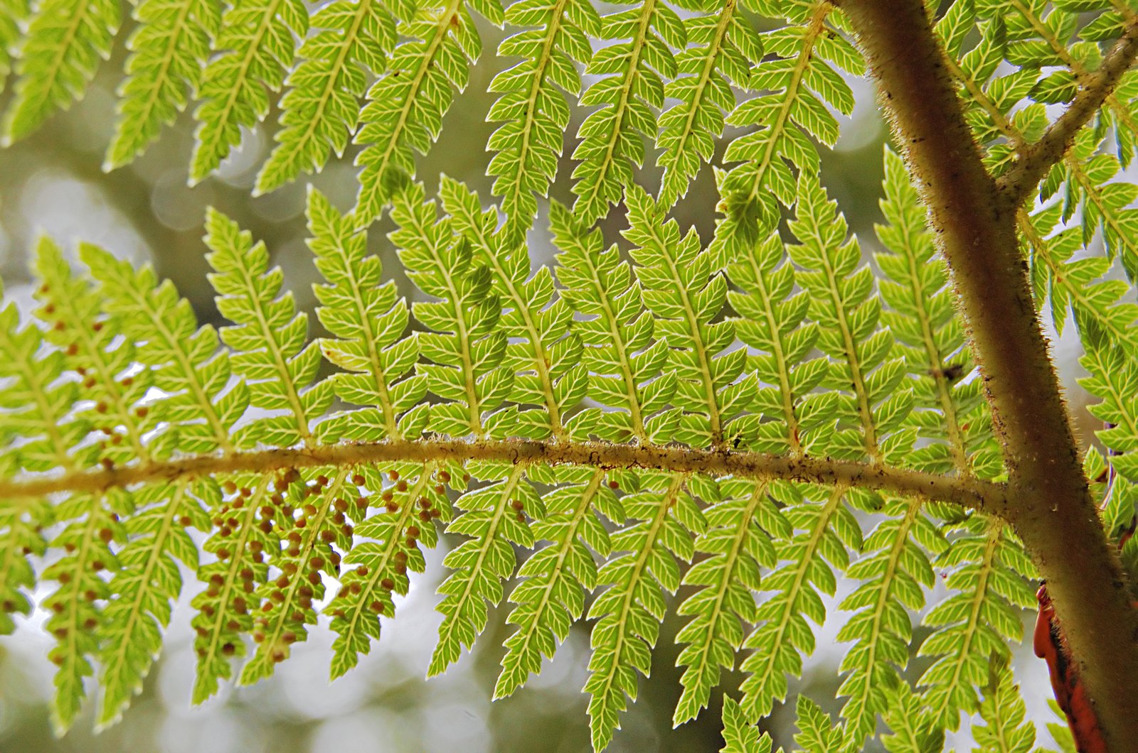 A real fern leaf, each small leaf repeating the shape of the whole