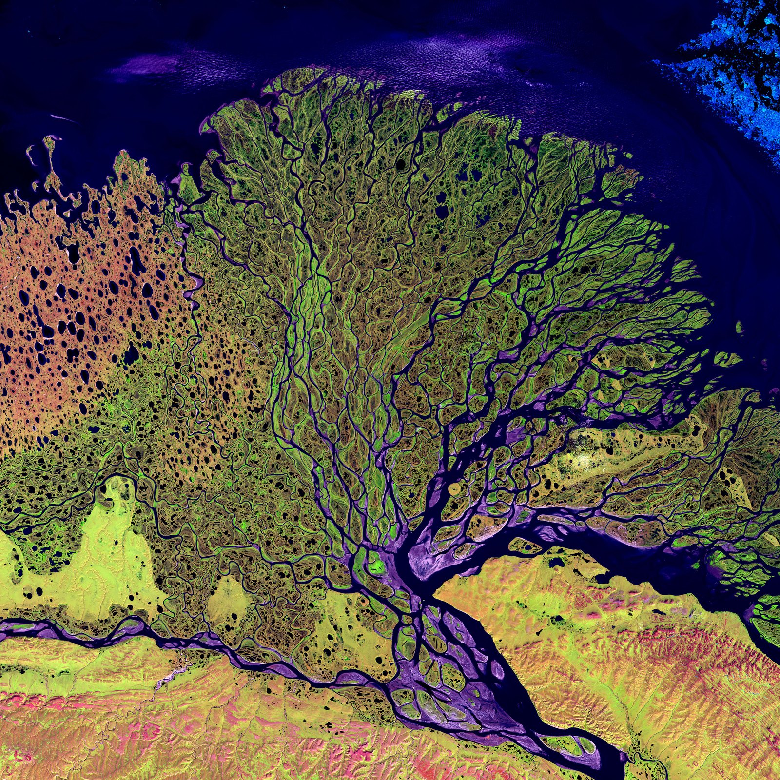 Satellite picture of the Lena River delta, hundreds of branching water channels