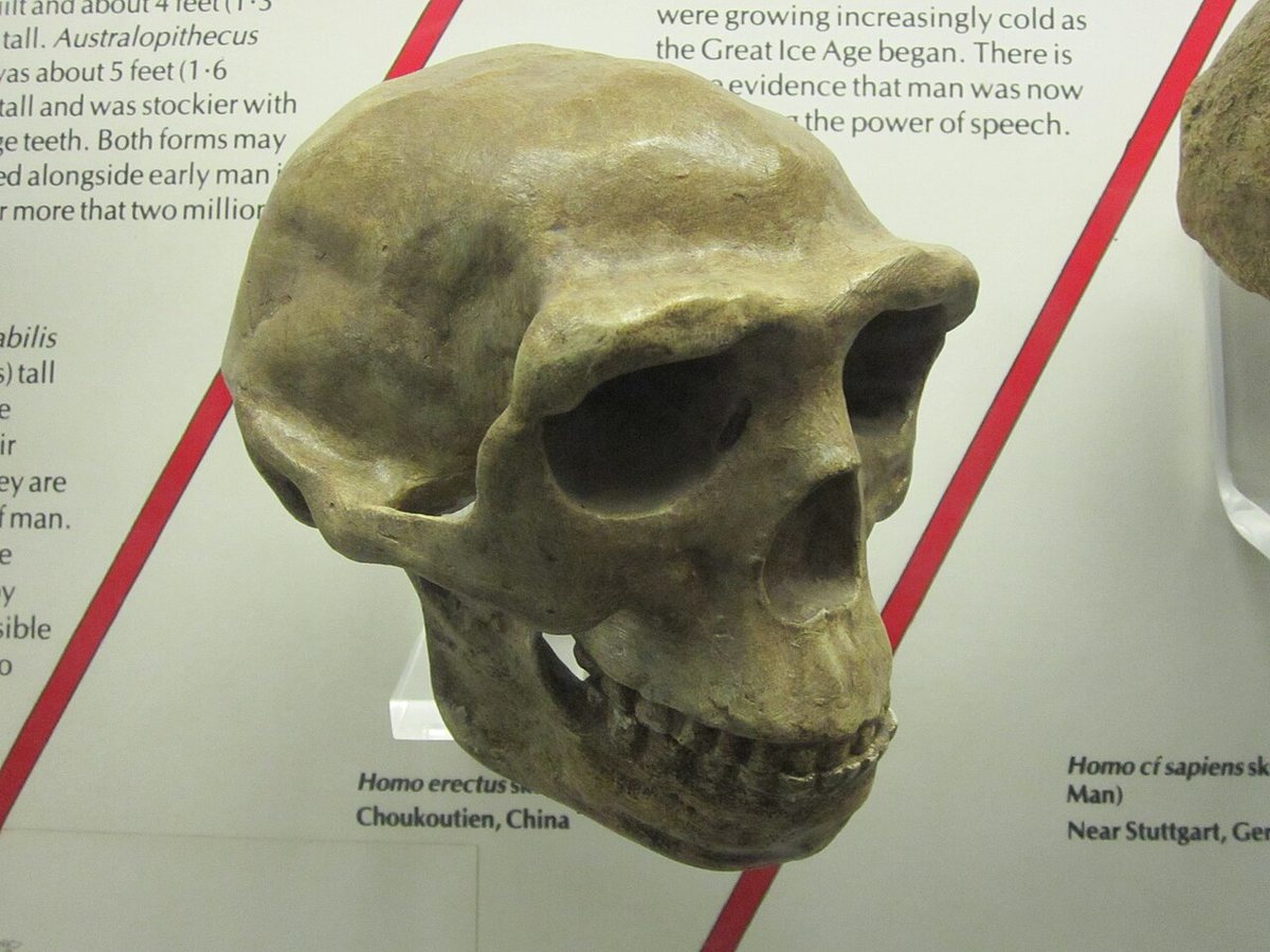 A cast of a Homo erectus skull in a museum case, showing the low braincase and heavy brow ridge.