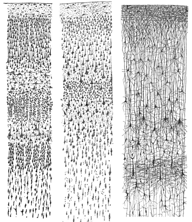 Three of Cajal's drawings of human cortex side by side: two showing cell bodies packed in layers, and one showing individual neurons with their full branching dendrites