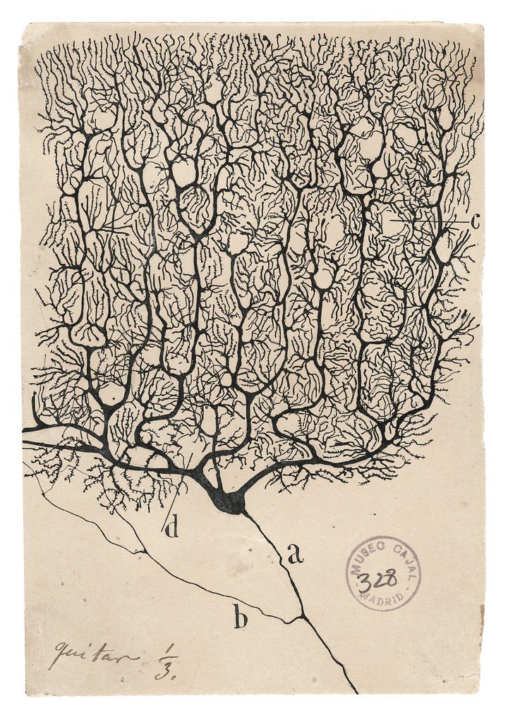 Cajal's ink drawing of a human Purkinje cell on aged paper: one thin axon at the bottom, and above the cell body a dense flat tree of dendrites filling the sheet, with a Museo Cajal stamp in the corner